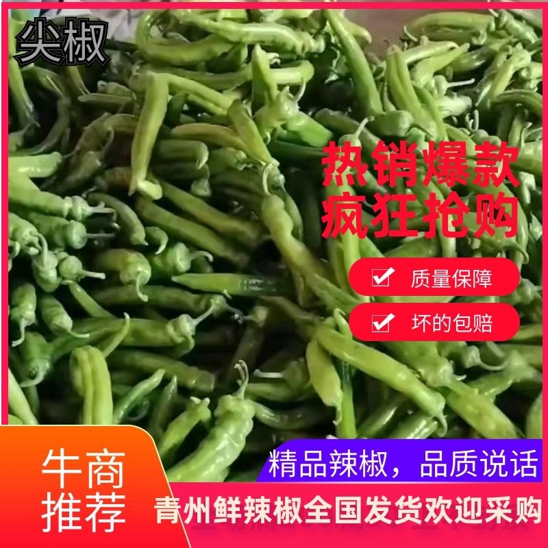 黄皮椒，青州辣椒10~15厘米中辣黄，随时接单