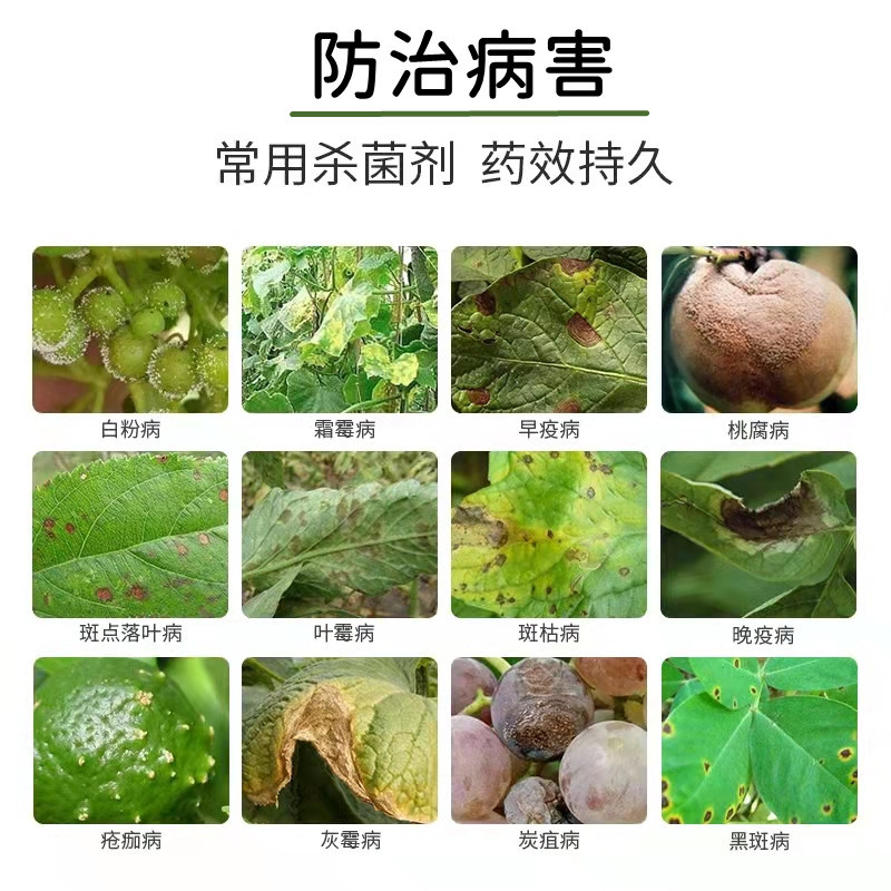 百菌清霜霉病炭疽病疫病灰霉病百粉病防治农药