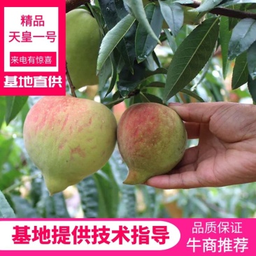 嫁接桃树苗天皇一号桃树苗特大水蜜桃冬桃果树苗地栽当年