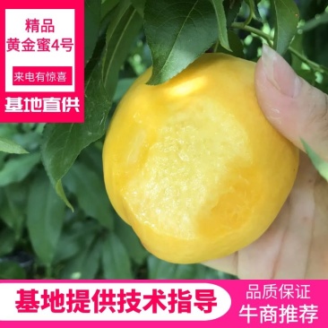特早熟黄金蜜脆桃苗1号2号3号4号桃树苗