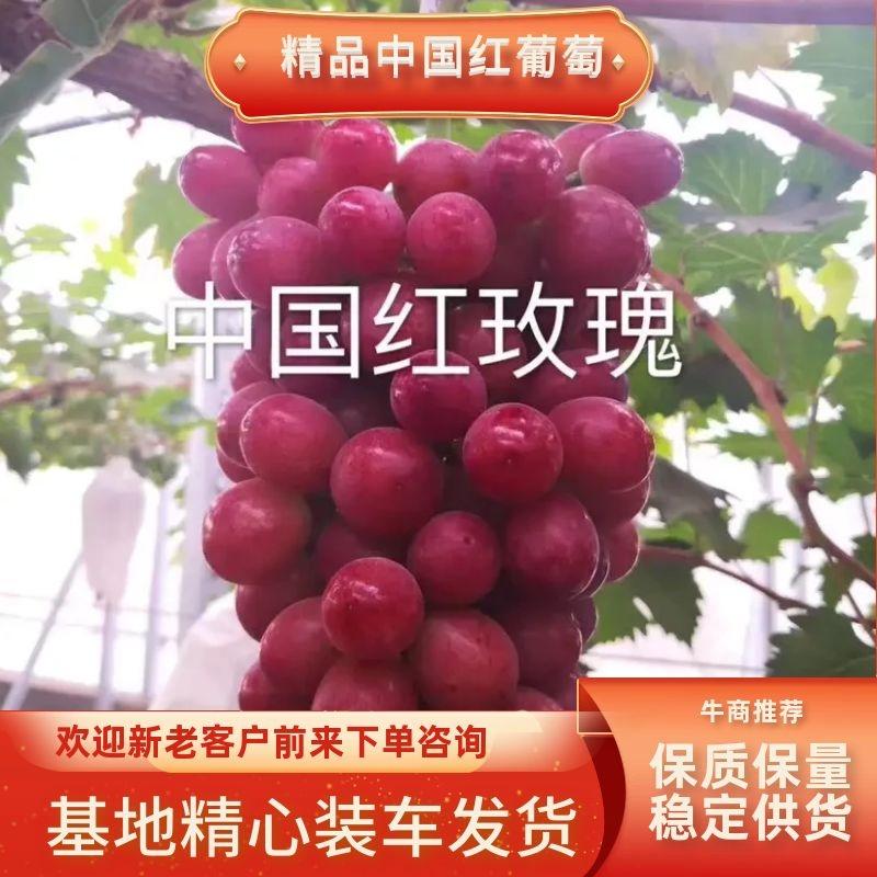 嫁接葡萄苗中国红玫瑰葡萄苗高产葡萄苗新品种葡萄苗