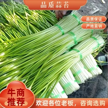 云南白冒蒜苔上市啦50—65cm欢迎老板下单