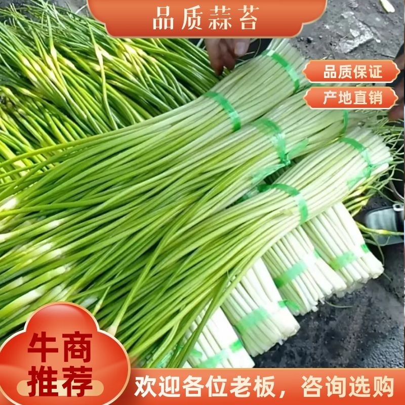 云南白冒蒜苔上市啦50—65cm欢迎老板下单
