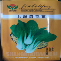 鸡毛菜种子