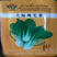 鸡毛菜菜籽种子上海青菜菜种籽大全蔬菜种孑大田用种白菜籽