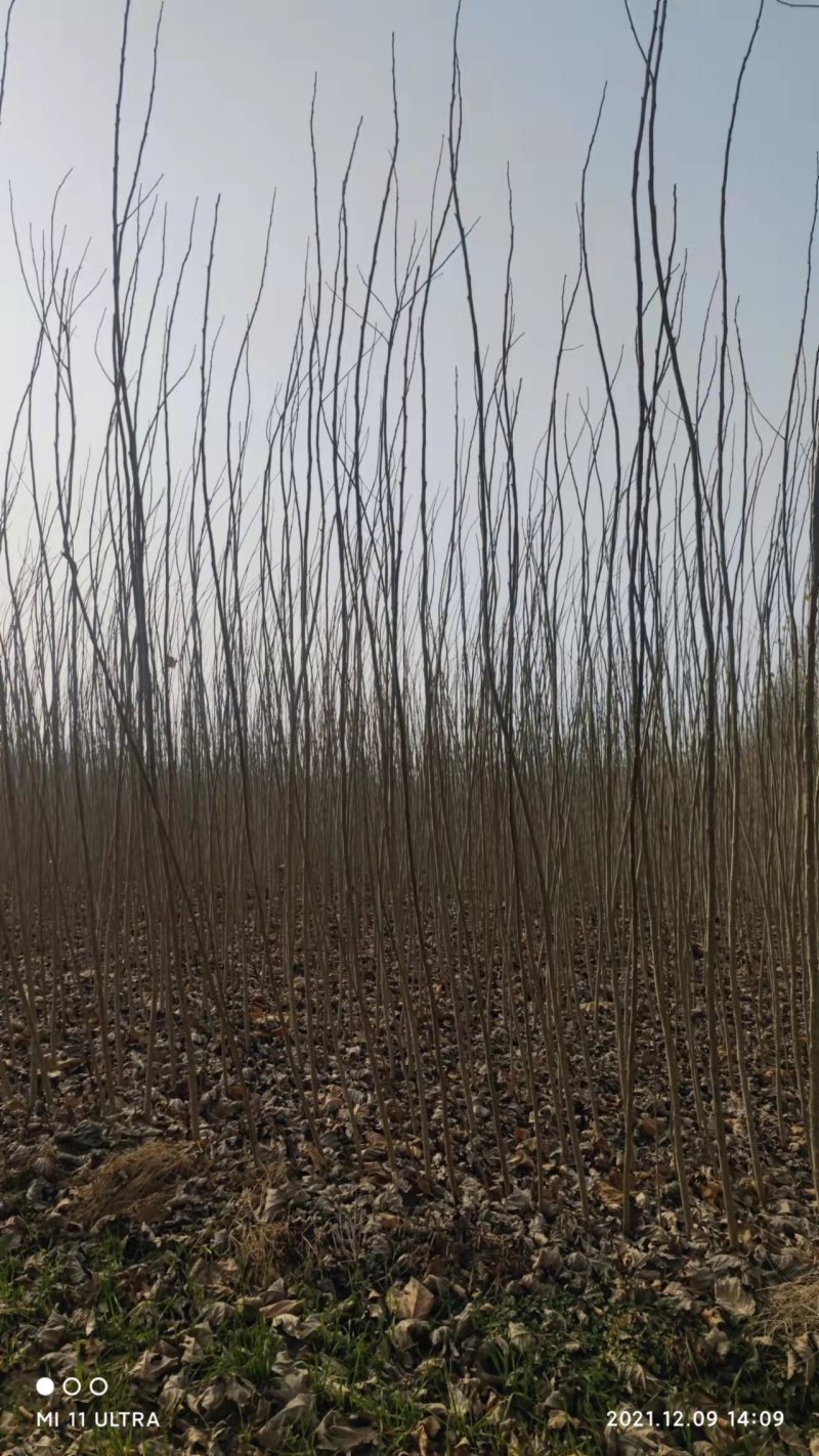 大量供应速生杨无絮杨树苗，基地大量种植，现场视频看树定苗