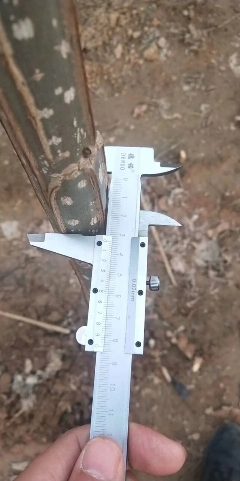 大量供应速生杨无絮杨树苗，基地大量种植，现场视频看树定苗