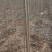 大量供应速生杨无絮杨树苗，基地大量种植，现场视频看树定苗