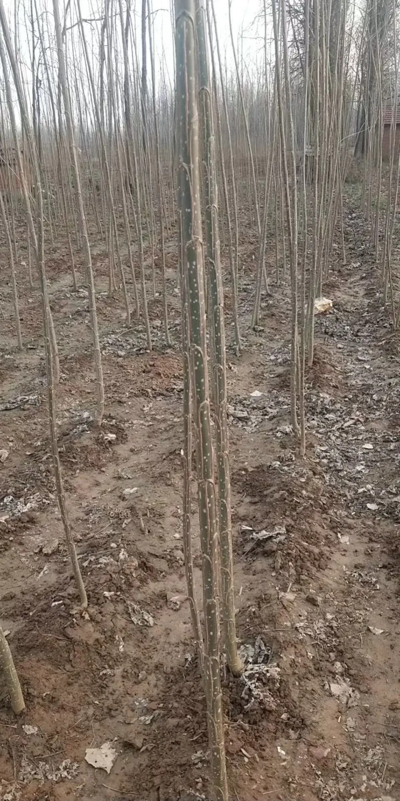 大量供应速生杨无絮杨树苗，基地大量种植，现场视频看树定苗