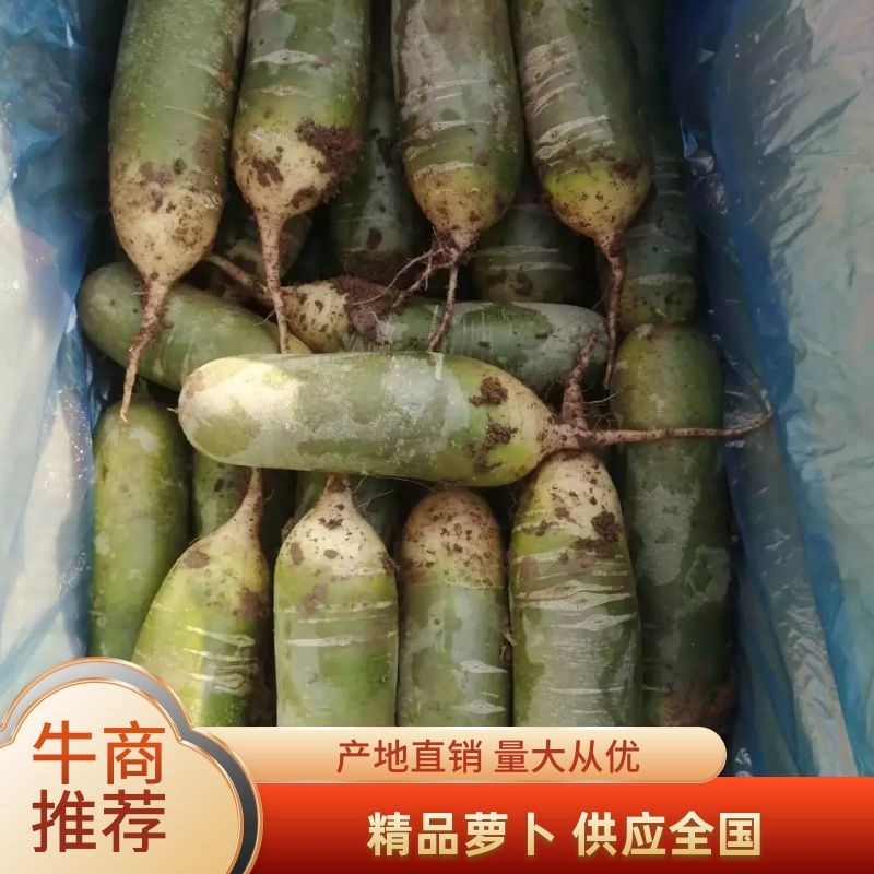 水果萝卜，山东肥城，青萝卜，袋装，箱装货源充足