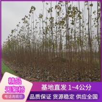 大量供应速生杨无絮杨树苗，基地大量种植，现场视频看树定苗