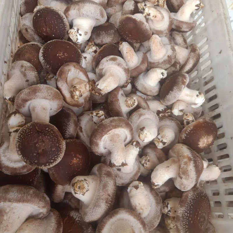 河北808/0912香菇，产地直发货源稳定，对接全国市场