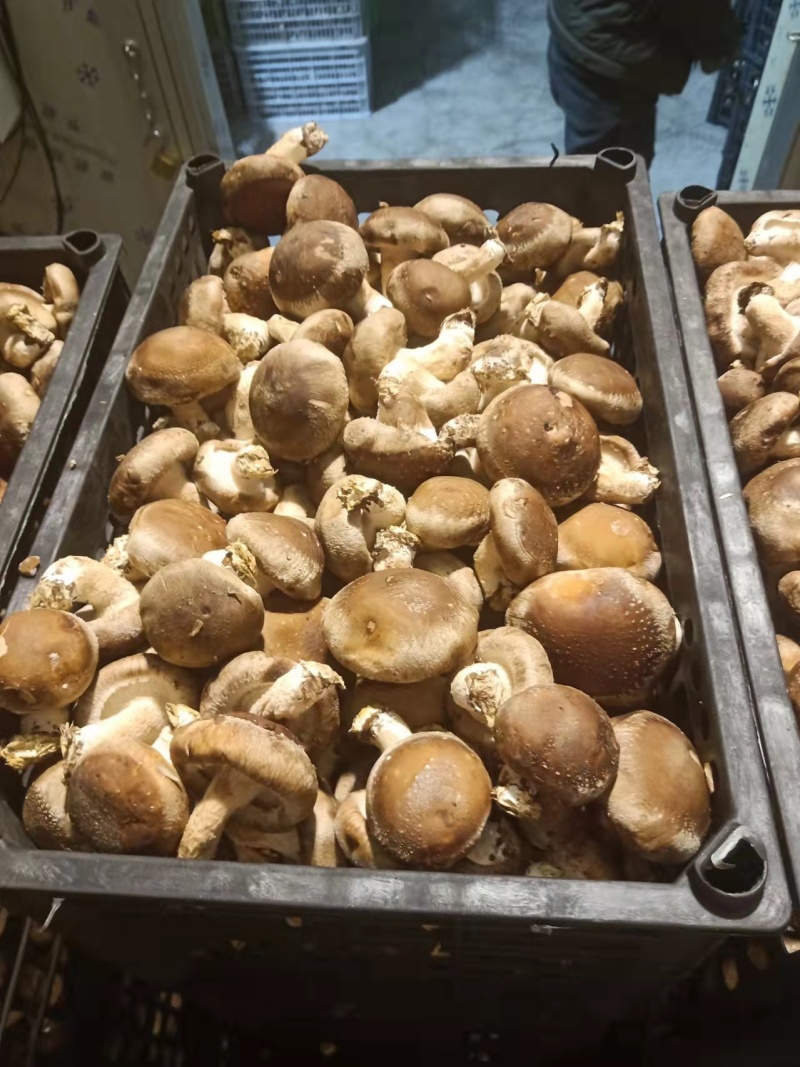 产地直发精选鲜香菇，现货大量供应，欢迎各界客商咨询联系