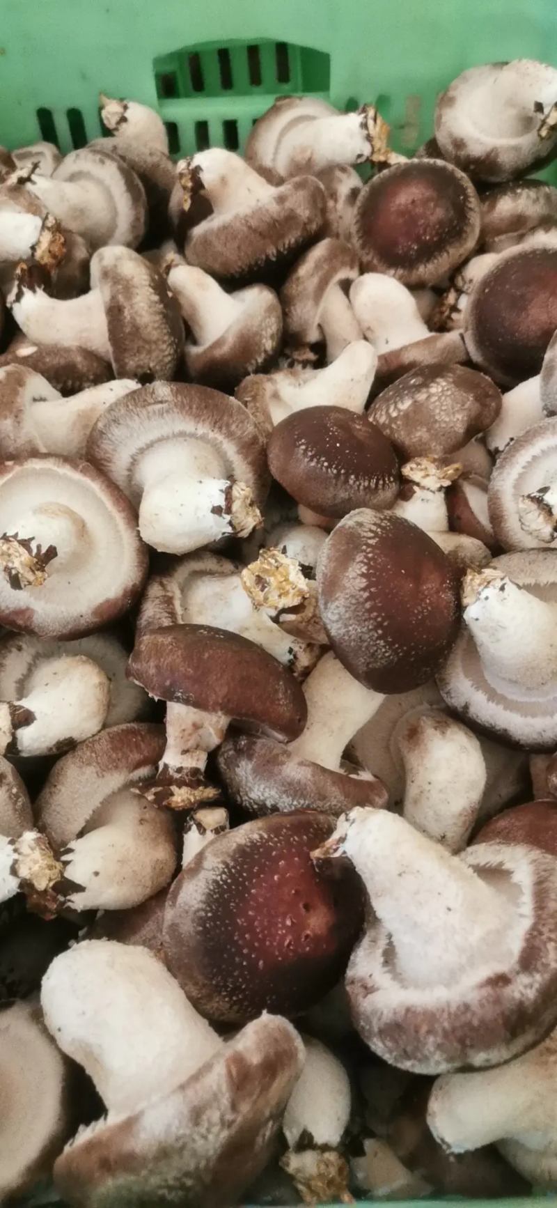 产地直发精选鲜香菇，现货大量供应，欢迎各界客商咨询联系