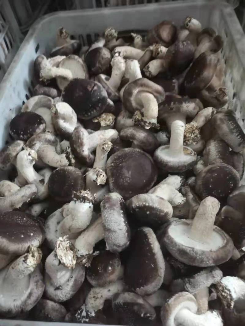 特价引流鲜香菇现货直发可对接全国客商