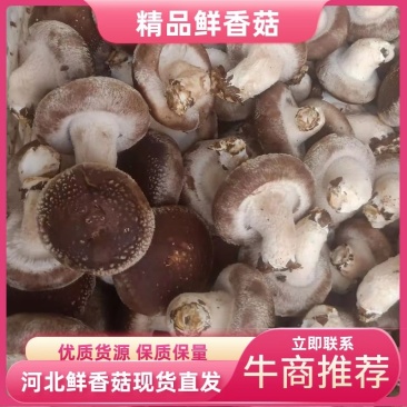 产地直发精选鲜香菇，现货大量供应，欢迎各界客商咨询联系
