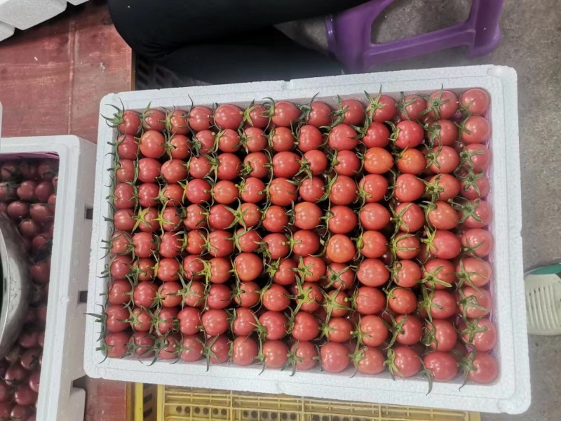 广西千禧圣女果，货源充足，质量保证，量大从优，来电优惠