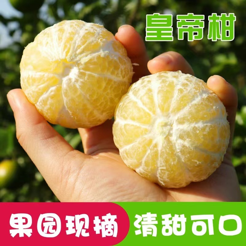 【一件代发】西林优质皇帝柑全国发货现摘现发对接电商超市