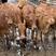 活牛出售鲁西黄牛西门塔尔牛活苗3-6个月肉牛犊活体