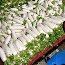 白萝卜精品大萝卜，自家种植，上百亩基地直销，诚信买卖