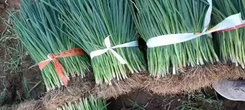 黑葱葱苗没干尖，没白点，粗细均匀，货源充足，来电优惠