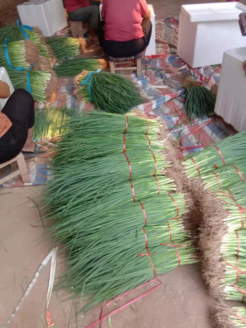 黑葱葱苗没干尖，没白点，粗细均匀，货源充足，来电优惠