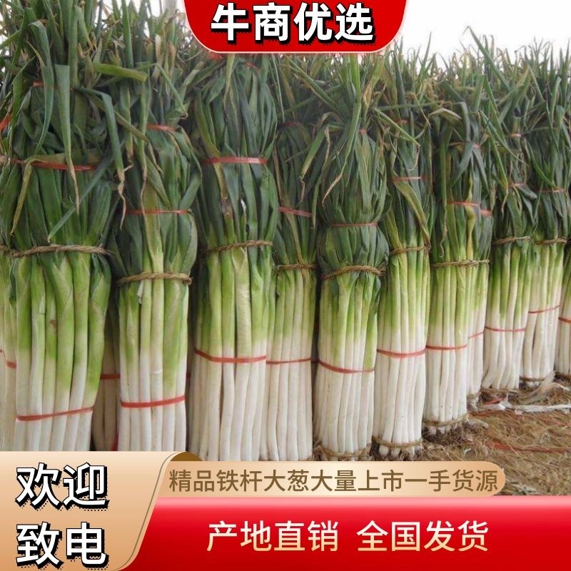 铁杆大葱毛货净葱全国各地代收仪发