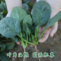 大圆叶菠菜种子杂交进口抗病强霜霉病叶片厚耐寒新品种
