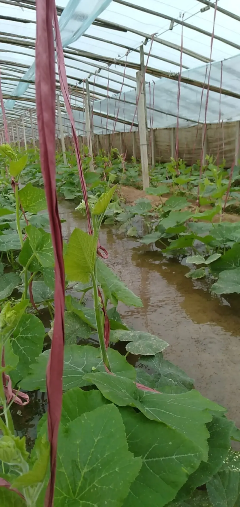 安徽精品吊南瓜苗，种植基地直销，提供技术指导，欢迎咨询