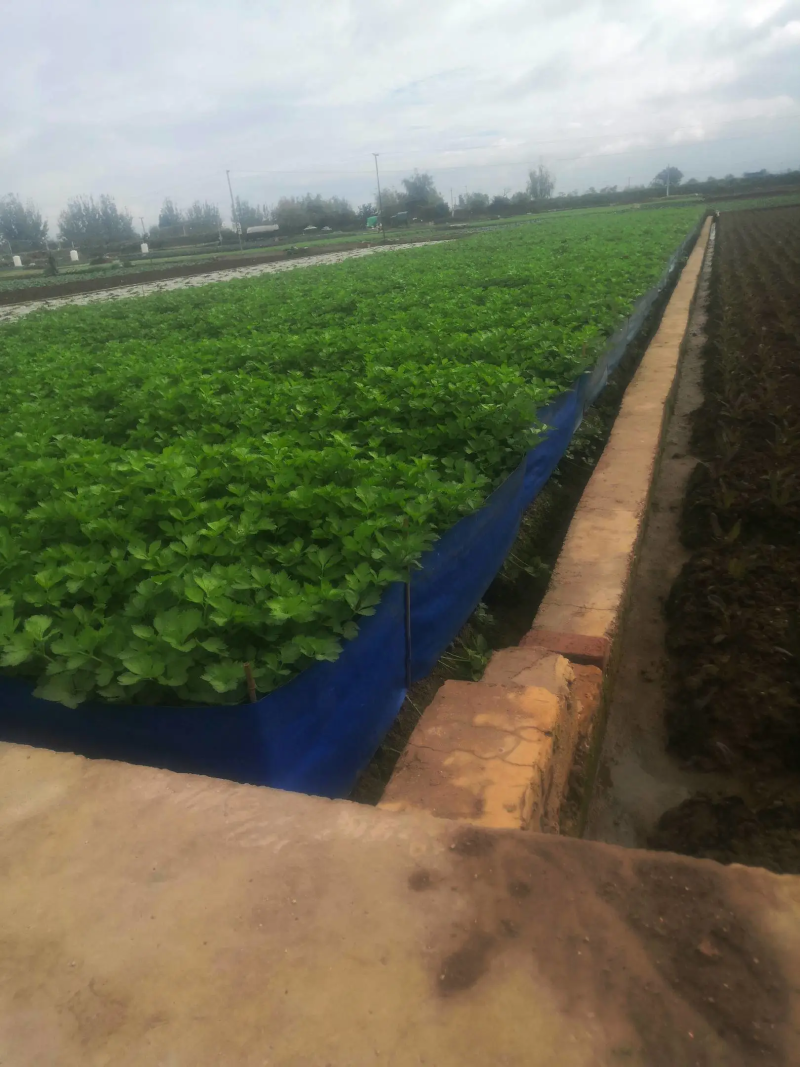砀山万亩基地，出售芹菜苗，基地提供技术指导，稳定供货全国