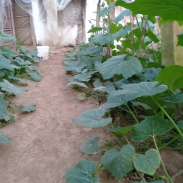 安徽精品吊南瓜苗，种植基地直销，提供技术指导，欢迎咨询