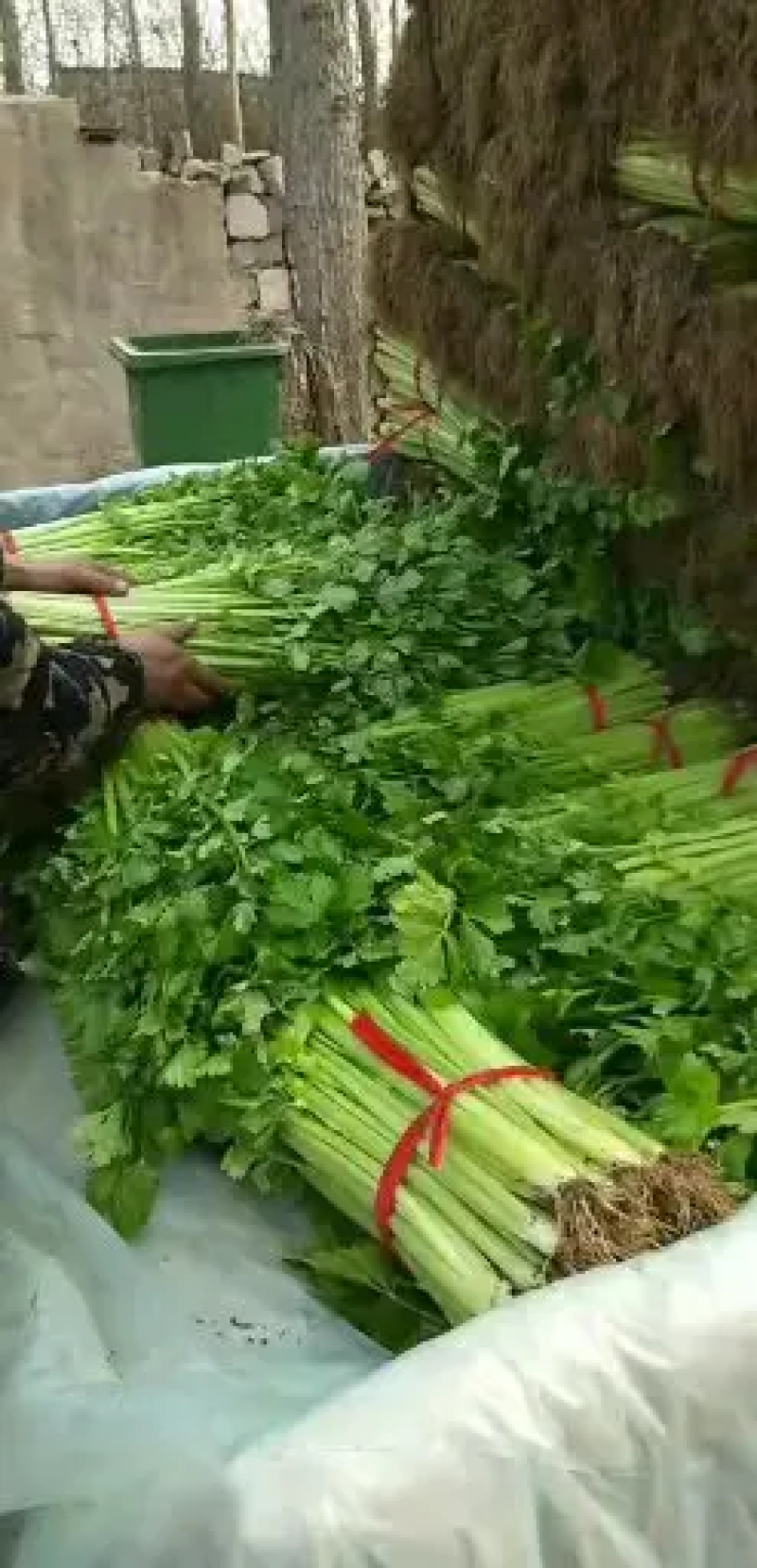 安徽精品西芹
