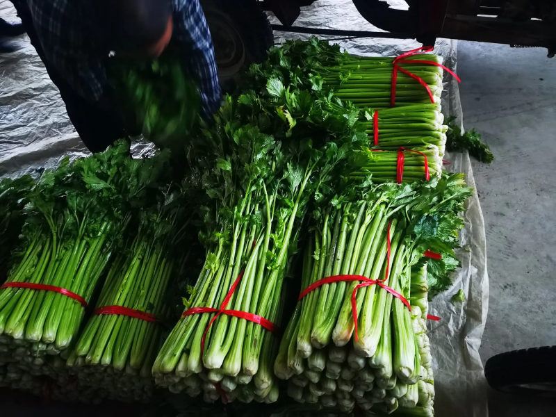 安徽精品西芹