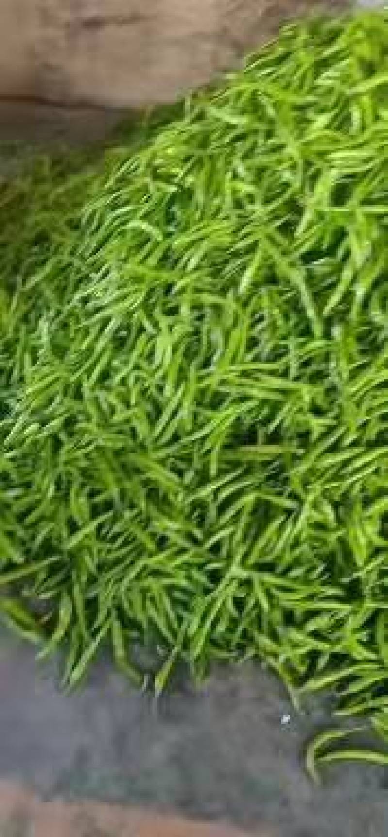杭椒大量现货出售常年有货，直供市场商超电商