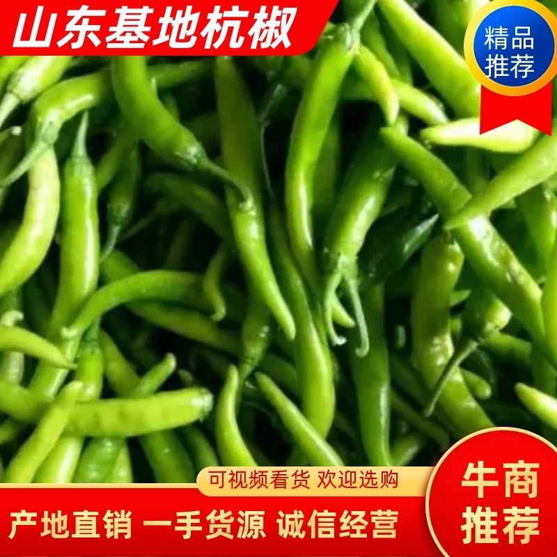 杭椒大量现货出售常年有货，直供市场商超电商