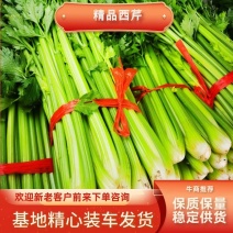 安徽精品西芹，菜农精心采摘发货，稳定供应全国市场