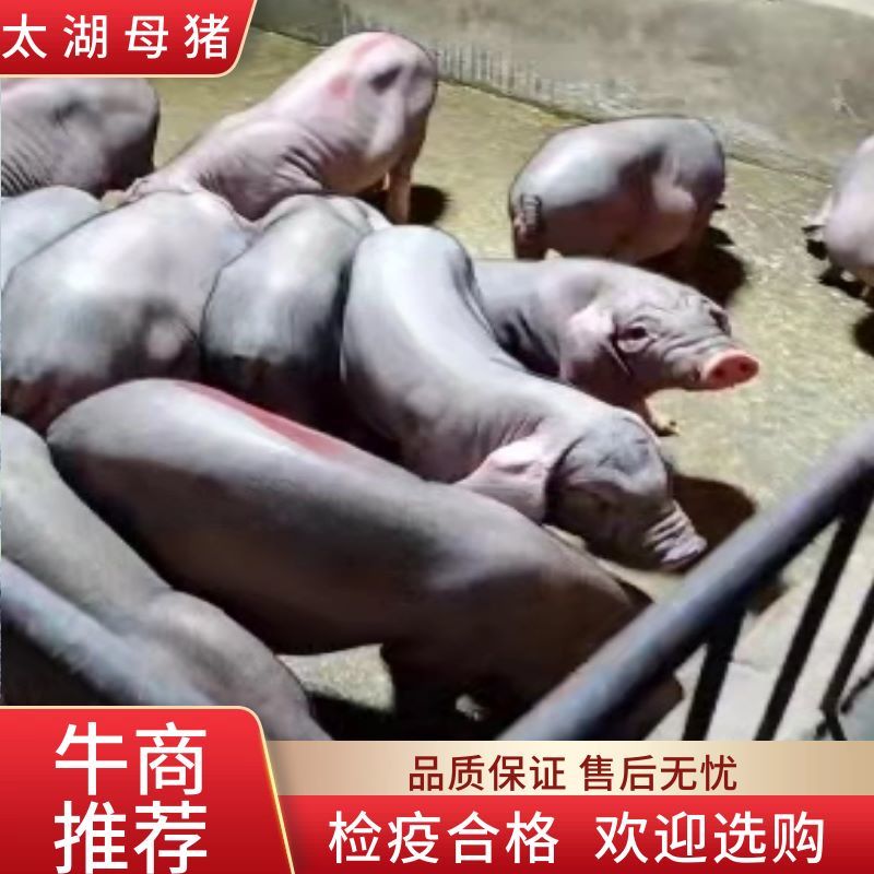 【推荐】高产母猪公猪厂家直销一条龙服务售后无忧