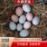 土鸡蛋绿壳柴鸡蛋农户自家养殖柴鸡鸡蛋营养价值高
