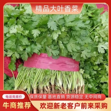 【好货】河南大叶香菜，精心采摘装车发货，货源稳定供货全国