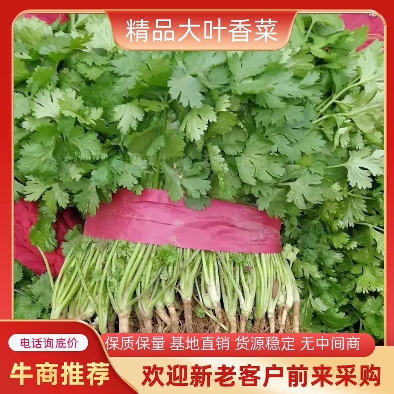 【好货】河南大叶香菜，精心采摘装车发货，货源稳定供货全国
