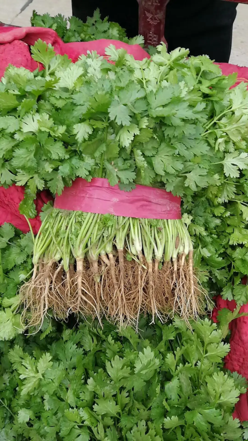 【好货】河南大叶香菜，精心采摘装车发货，货源稳定供货全国