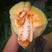哈蜜瓜种子网纹冰糖蜜瓜种籽水果甜籽甜度高基地专用