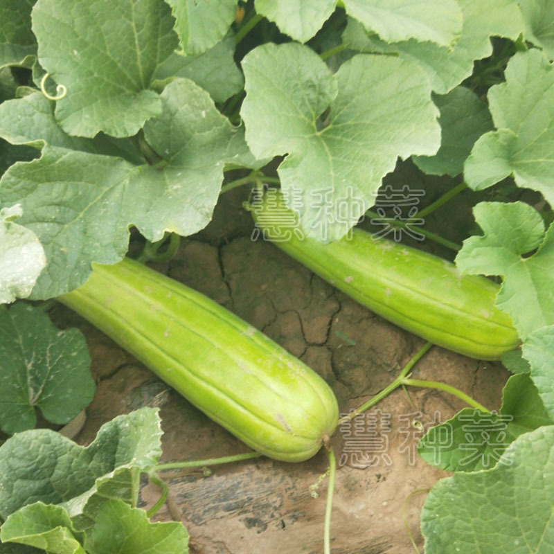 中华菜瓜种子老品种青皮脆瓜绿皮白瓤甜种四季早熟基地种植