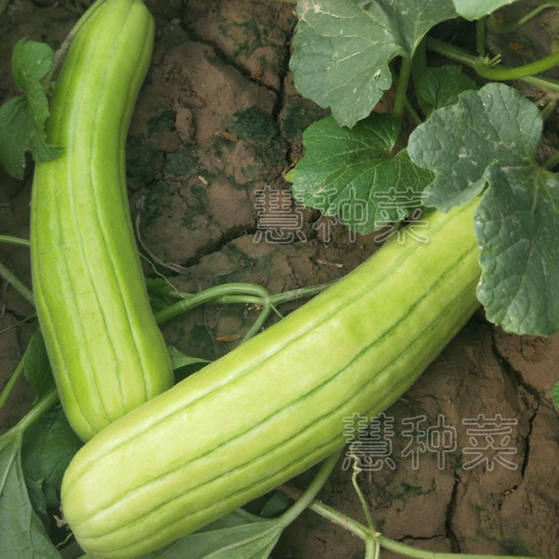 中华菜瓜种子老品种青皮脆瓜绿皮白瓤甜种四季早熟基地种植