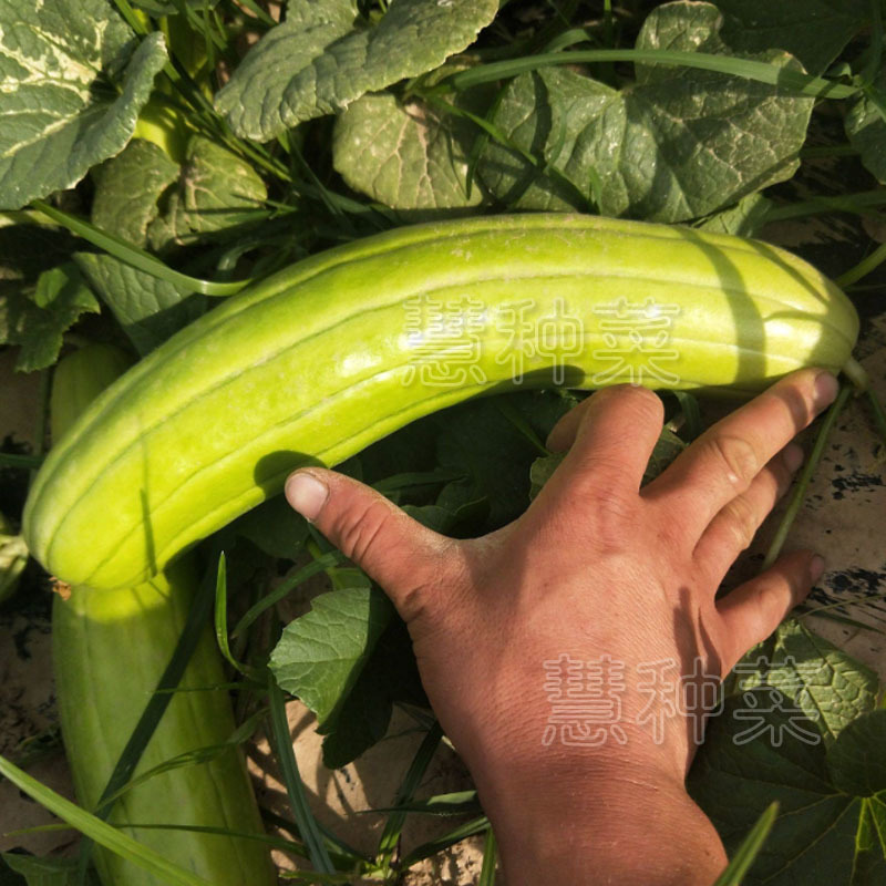 中华菜瓜种子老品种青皮脆瓜绿皮白瓤甜种四季早熟基地种植
