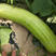 中华菜瓜种子老品种青皮脆瓜绿皮白瓤甜种四季早熟基地种植