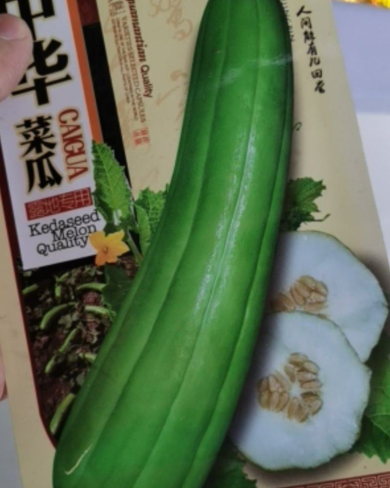 中华菜瓜种子老品种青皮脆瓜绿皮白瓤甜种四季早熟基地种植