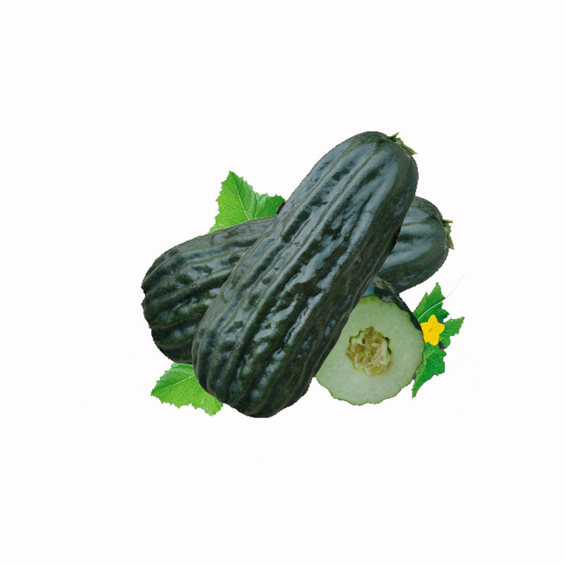 黑皮酥菜瓜种子八棱脆瓜种子老品种菜瓜籽四季种植蔬菜架种植