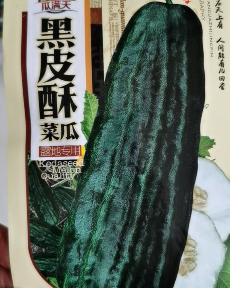 黑皮酥菜瓜种子八棱脆瓜种子老品种菜瓜籽四季种植蔬菜架种植