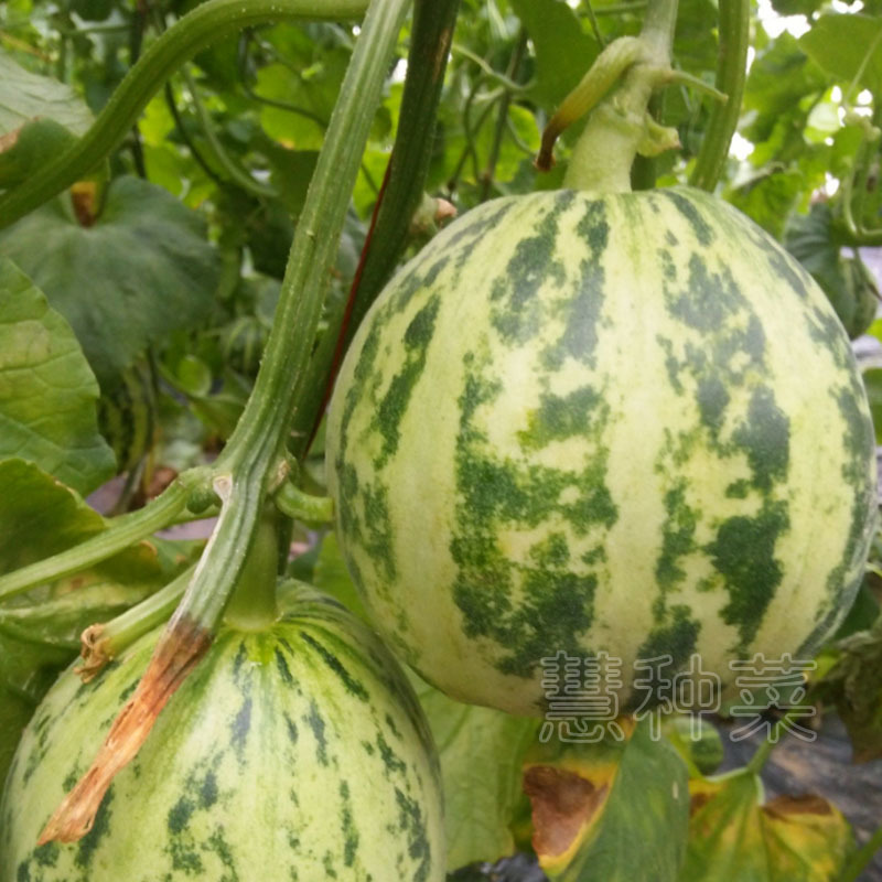 十里香甜瓜种子八里香甜香掉牙花皮甜瓜种子早熟高糖